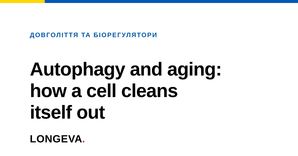Autophagy and aging: how a cell cleans itself out