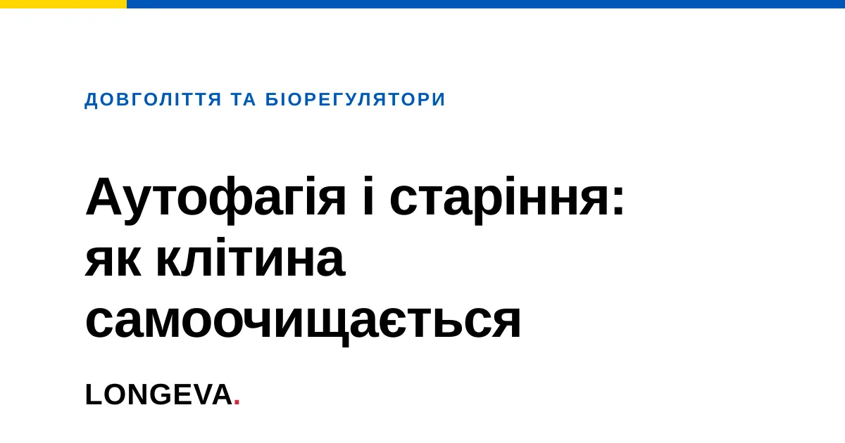 Аутофагія і старіння: як клітина самоочищається