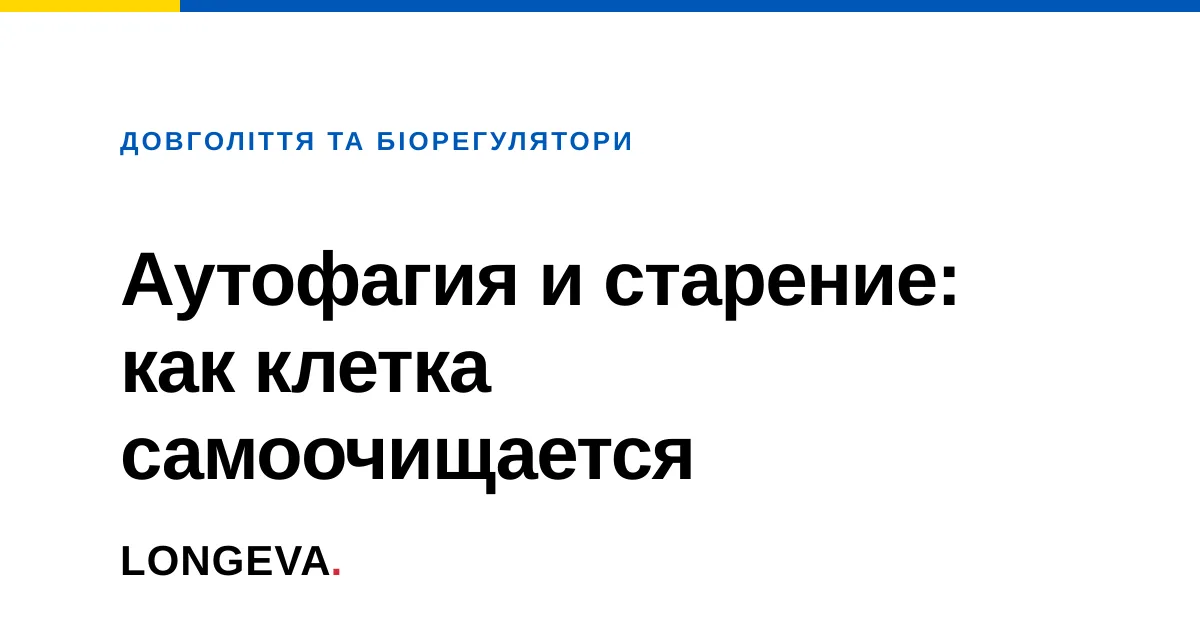 Аутофагия и старение: как клетка самоочищается