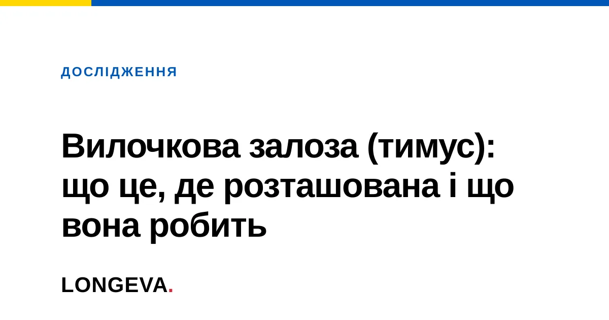 Вилочкова залоза (тимус): що це, де розташована і що вона робить