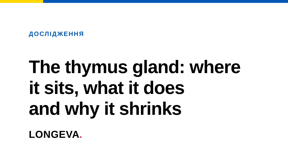 The thymus gland: where it sits, what it does and why it shrinks