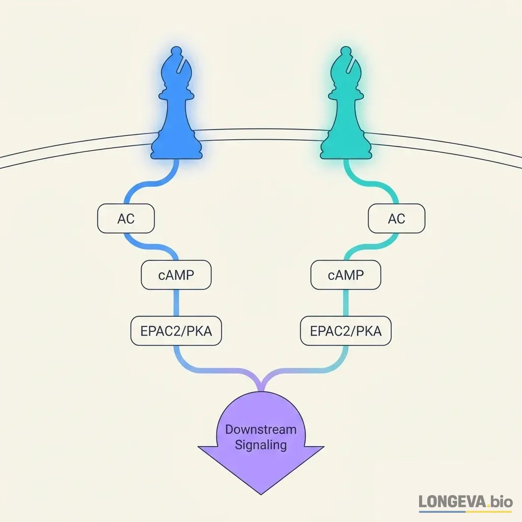 Downstream Signaling